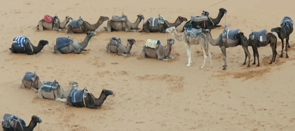 Camel caravan in the Merzouga desert